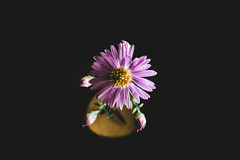Flowers, Flower, Petals, Aster HD wallpaper