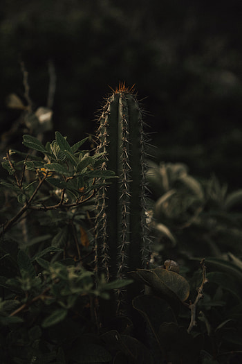 Flowers, Grass, Leaves, Cactus, Thorns, Prickles HD phone wallpaper