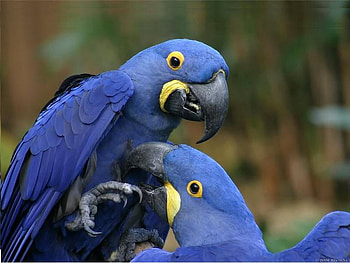 Hyacinth Macaws Parrot are from South America, blue, beak, two, wings, birds, feathers, large, south, parrots, animals, america HD wallpaper