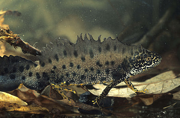 Animals, Water, Unusual, Amphibian HD wallpaper