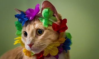 Cat, hat, colorful, pisici, face, funny HD wallpaper