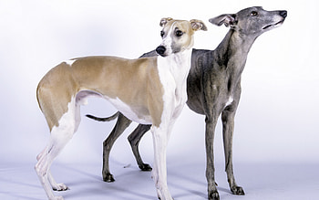 Couple, Whippets HD wallpaper