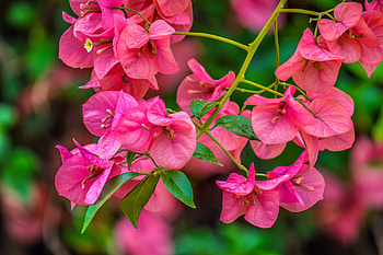 Flower twig, summer, flower, garden, scent, beautiful, twig HD wallpaper