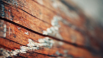 Macro, Light, Wood, Wooden, Surface, Light Coloured HD wallpaper
