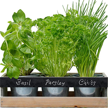 Indoor herb garden kit, Wooden windowsill planter, Kitchen herb collection, Perfect gift idea HD phone wallpaper