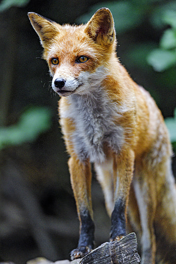 Animals, Fox, Predator, Sight, Opinion, Animal, Redhead HD phone wallpaper