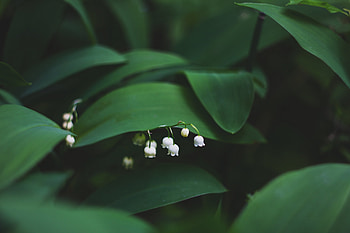 Flowers, Leaves, Lily Of The Valley HD wallpaper