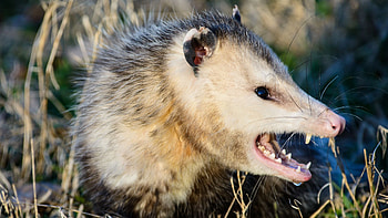 Opossum vs possum, Species comparison, Full Bloom Film Festival, Virtual event HD wallpaper