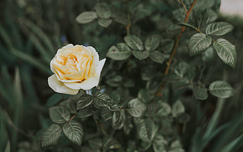 Flowers, Bush, Flower, Rose Flower, Rose, Bud HD wallpaper