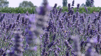 Lavender stock footage, , Nature's wonders, Tranquil scenes HD wallpaper