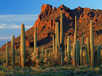 Landscape, Cactuses, Mountains HD wallpaper