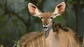 Animals, Muzzle, Stains, Spots, Ears, Beast, Antelope HD wallpaper