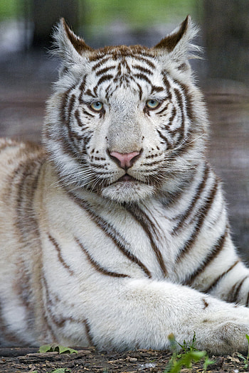 Animals, Predator, Tiger, Beast, Albino HD phone wallpaper