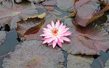 Flowers, Water, Leaves, Pink, Swamp, Beauty, Water Lily HD wallpaper