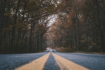 Nature, Trees, Road, Turn, Markup HD wallpaper