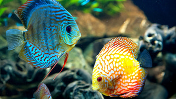 Fish, Fish , Keywords, Keywords HD wallpaper