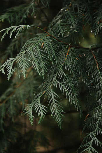 Nature, Drops, Plant, Branch, Thuja HD phone wallpaper