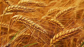 Plants, Wheat HD wallpaper