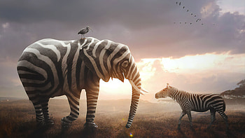 I Am New Here, elephant, zebra, animals HD wallpaper