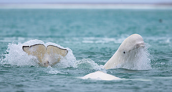 Beluga Whale, Animal HQ, , Stunning HD wallpaper