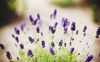 70 lavender , Lavender charm, Nature's allure, Vibrant colors HD wallpaper