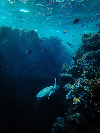 Sea turtle swims gracefully among vibrant coral in a tranquil ocean scene. HD phone wallpaper