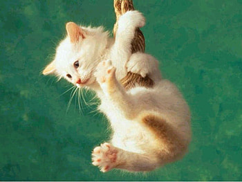 Tarzan Kitten, kitten, rope, whiskers, green HD wallpaper