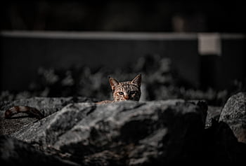 A focused portrait of a cat peeking over rocks with a dramatic background in Kuwait City. HD wallpaper