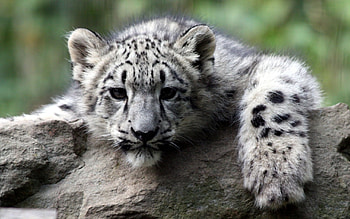 Snow Leopard, Cubs , Top HD wallpaper