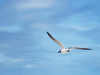 Animals, Birds, Sky, Seagulls HD wallpaper