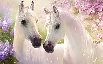 White Horses, two, horses, white, beautiful HD wallpaper