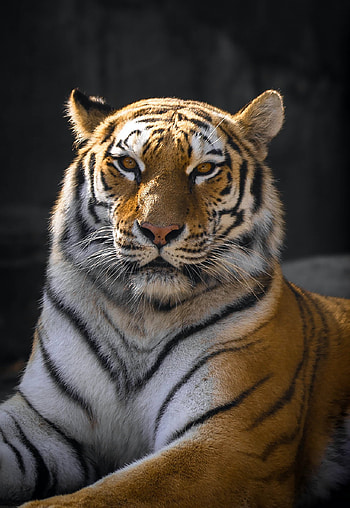 Tiger, terrestrial animal, whiskers HD phone wallpaper
