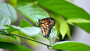 Brown Black White Dots Lines Design Butterfly On Green Leaf In Blur Background graphy graphy HD wallpaper