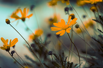 Flowers, Close-Up, Bloom, Flowering HD wallpaper