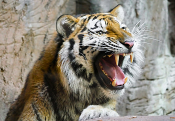 Animals, Grin, Muzzle, Predator, Tiger HD wallpaper