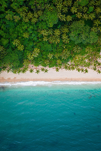 Nature, Sea, Beach, Palms, View From Above, Shore, Bank HD phone wallpaper