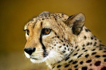 Cheetah , Breathtaking view, Windows , Detailed features HD wallpaper
