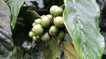 Coffee, nature, kerala, coffee tree HD wallpaper