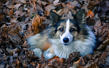 Animals, Fluffy, Dog, Foliage HD wallpaper