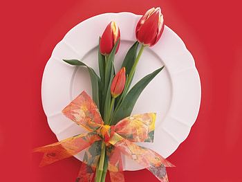 Plants, Flowers, Tulips HD wallpaper