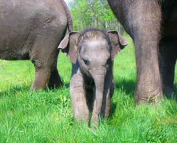 You're a big baby, grey, elephant, green, baby, grass HD wallpaper