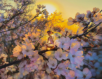 Memories of Spring, digital, art, fantasy, sakura, girl, spring, blossom, , fairy, pretty HD wallpaper
