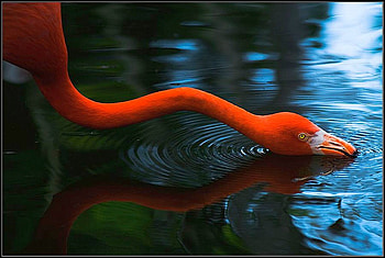 Red Snake, snake, bird, , red, cool HD wallpaper