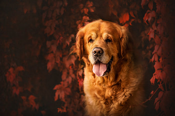 Animal, golden retriever HD wallpaper