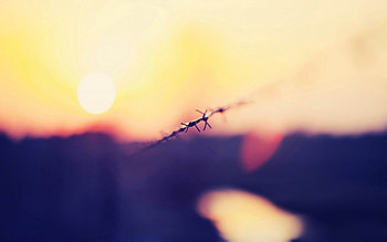 Macro, Glare, Shine, Light, Bright, Wire HD wallpaper