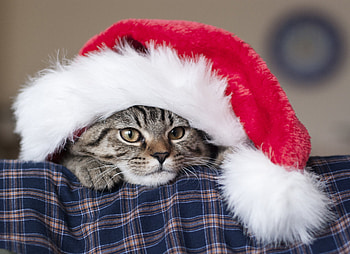 Animals, New Year, Cat, Muzzle, Santa Claus Hat, Santa's Hat HD wallpaper