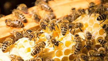 Beehive, different bees, bee hive, manuka honey HD wallpaper