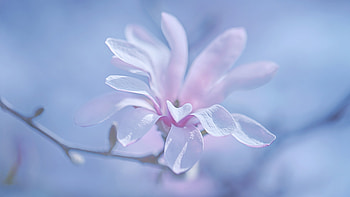 Magnolia, pink, flower, blue, nature, spring HD wallpaper