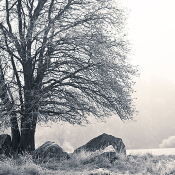Winter, Nature, Stones, Wood, Tree, Fog, Frost, Hoarfrost HD phone wallpaper