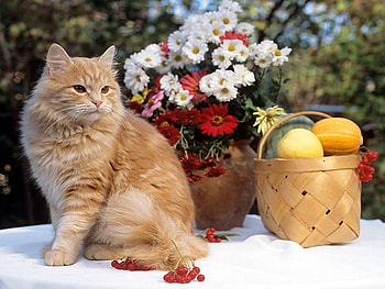 spring cat, cat, spring HD wallpaper
